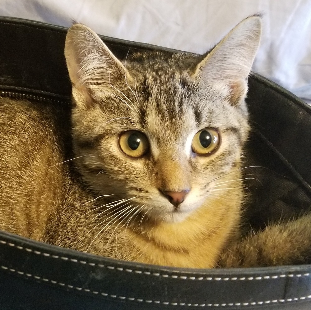 Meet your Posher, Angela